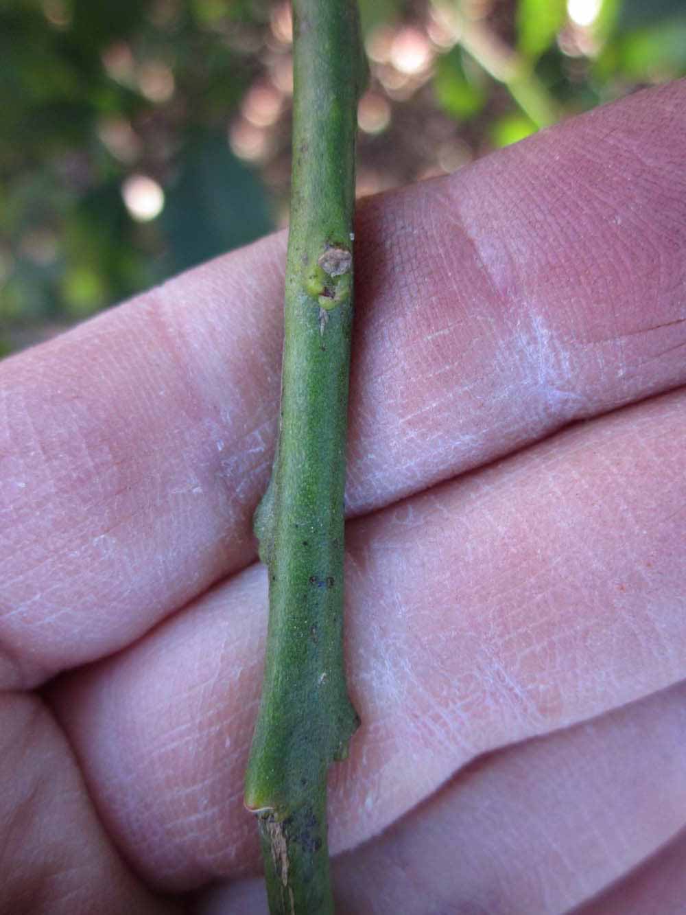              First year twig (Winter Haven, FL)       